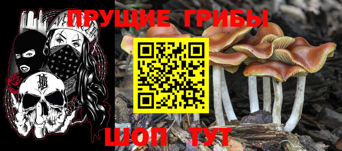 Георгиевск  Псилоцибиновые грибы GOLDEN TEACHER  магазин    Вход с VPN  Псилоцибиновые грибы Psilocybine cubensis 